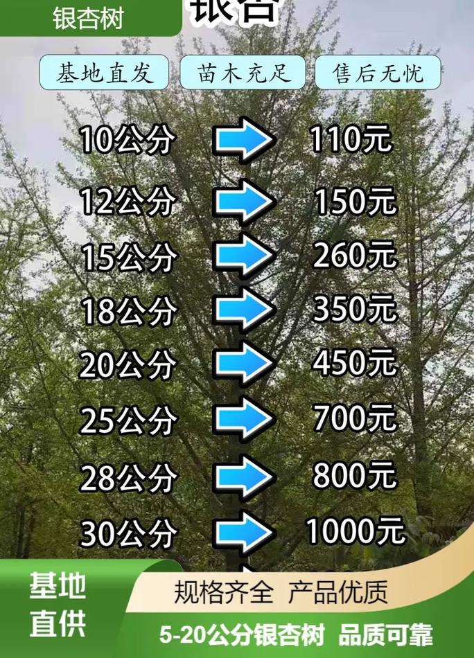 银杏树介绍，银杏树的价钱的简单介绍-第3张图片-优品飞百科