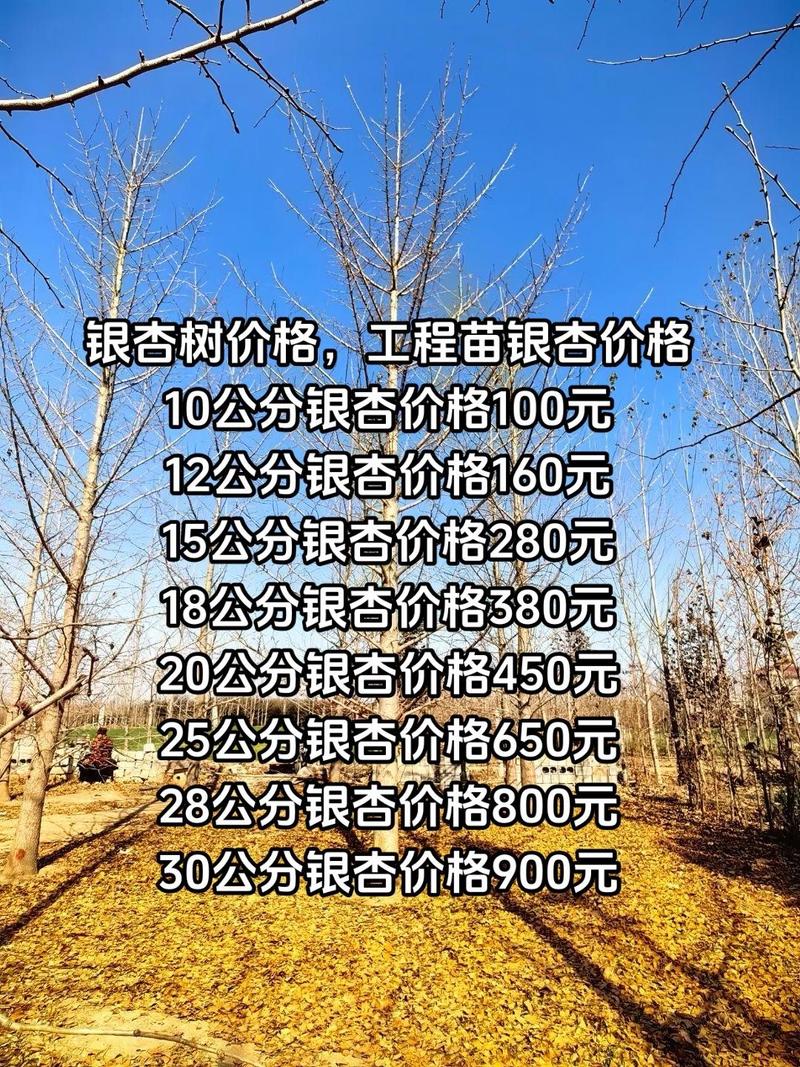 银杏树介绍，银杏树的价钱的简单介绍-第4张图片-优品飞百科