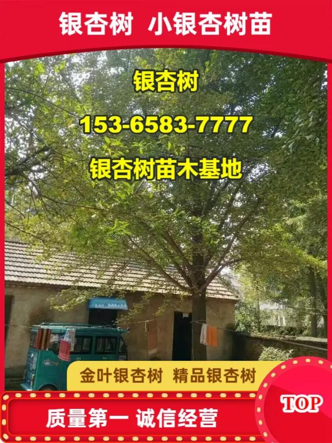 银杏树介绍，银杏树的价钱的简单介绍-第5张图片-优品飞百科