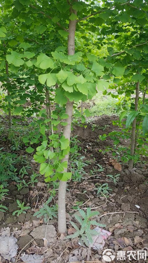 银杏树介绍，银杏树的价钱的简单介绍-第6张图片-优品飞百科