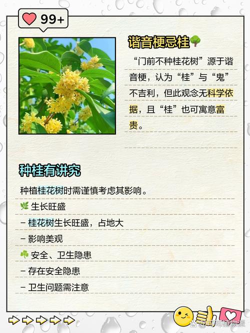 桂花树的风水禁忌，家里为什么不能种桂花，桂花树为何不能栽在家里