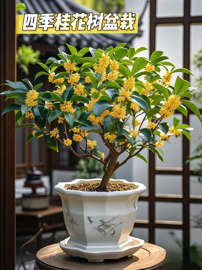 桂花树的风水禁忌，家里为什么不能种桂花，桂花树为何不能栽在家里-第2张图片-优品飞百科