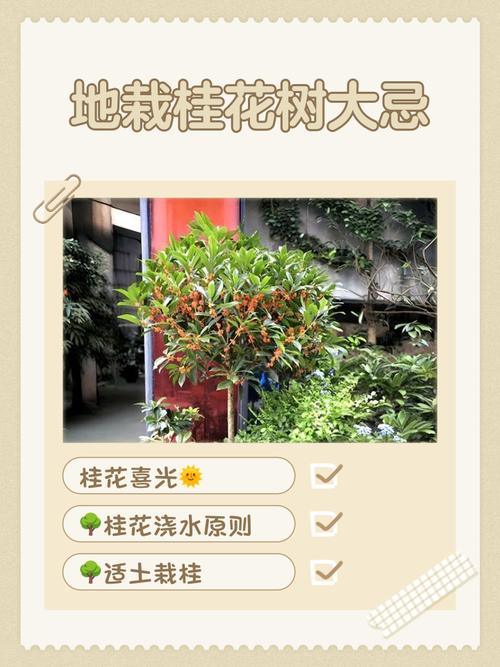 桂花树的风水禁忌，家里为什么不能种桂花，桂花树为何不能栽在家里-第3张图片-优品飞百科