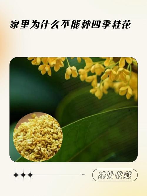 桂花树的风水禁忌，家里为什么不能种桂花，桂花树为何不能栽在家里-第6张图片-优品飞百科