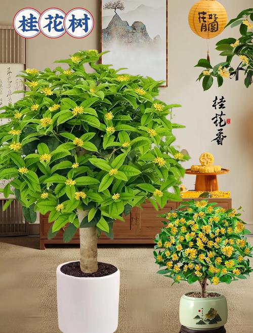 桂花树的风水禁忌，家里为什么不能种桂花，桂花树为何不能栽在家里-第7张图片-优品飞百科