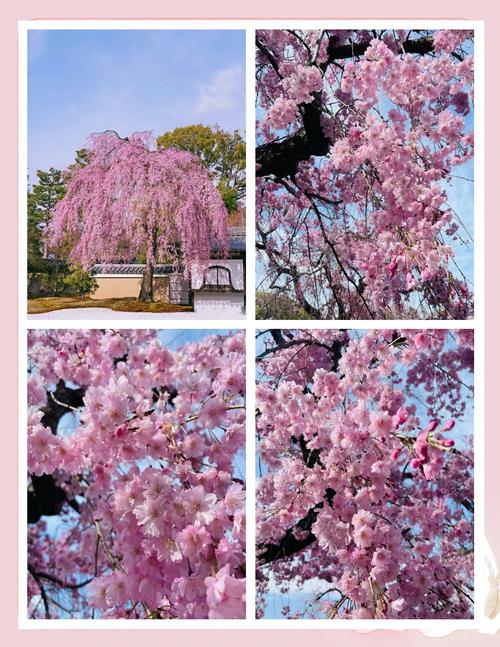 垂枝大叶早樱的功效与作用？垂枝樱是早樱还是晚樱？-第1张图片-优品飞百科