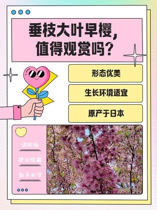 垂枝大叶早樱的功效与作用？垂枝樱是早樱还是晚樱？-第2张图片-优品飞百科