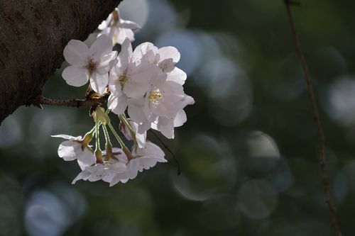 垂枝大叶早樱的功效与作用？垂枝樱是早樱还是晚樱？-第3张图片-优品飞百科