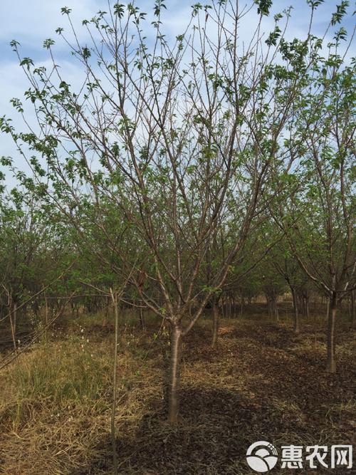 垂枝大叶早樱的功效与作用？垂枝樱是早樱还是晚樱？-第4张图片-优品飞百科