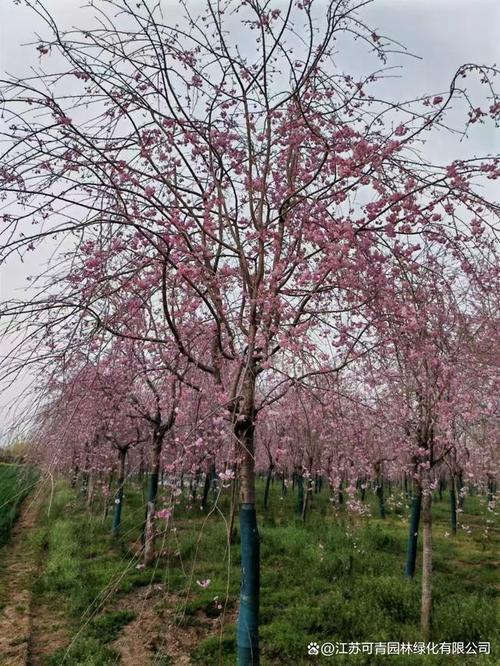 垂枝大叶早樱的功效与作用？垂枝樱是早樱还是晚樱？-第5张图片-优品飞百科