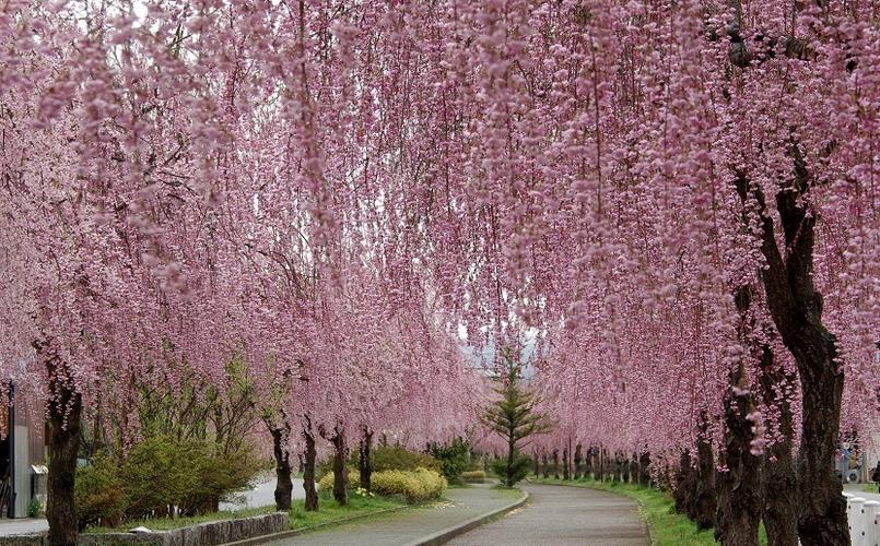 垂枝大叶早樱的功效与作用？垂枝樱是早樱还是晚樱？-第6张图片-优品飞百科