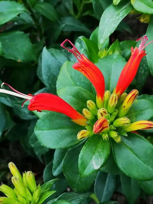 口红花有毒吗，口红花有毒吗 对身体有伤害吗？