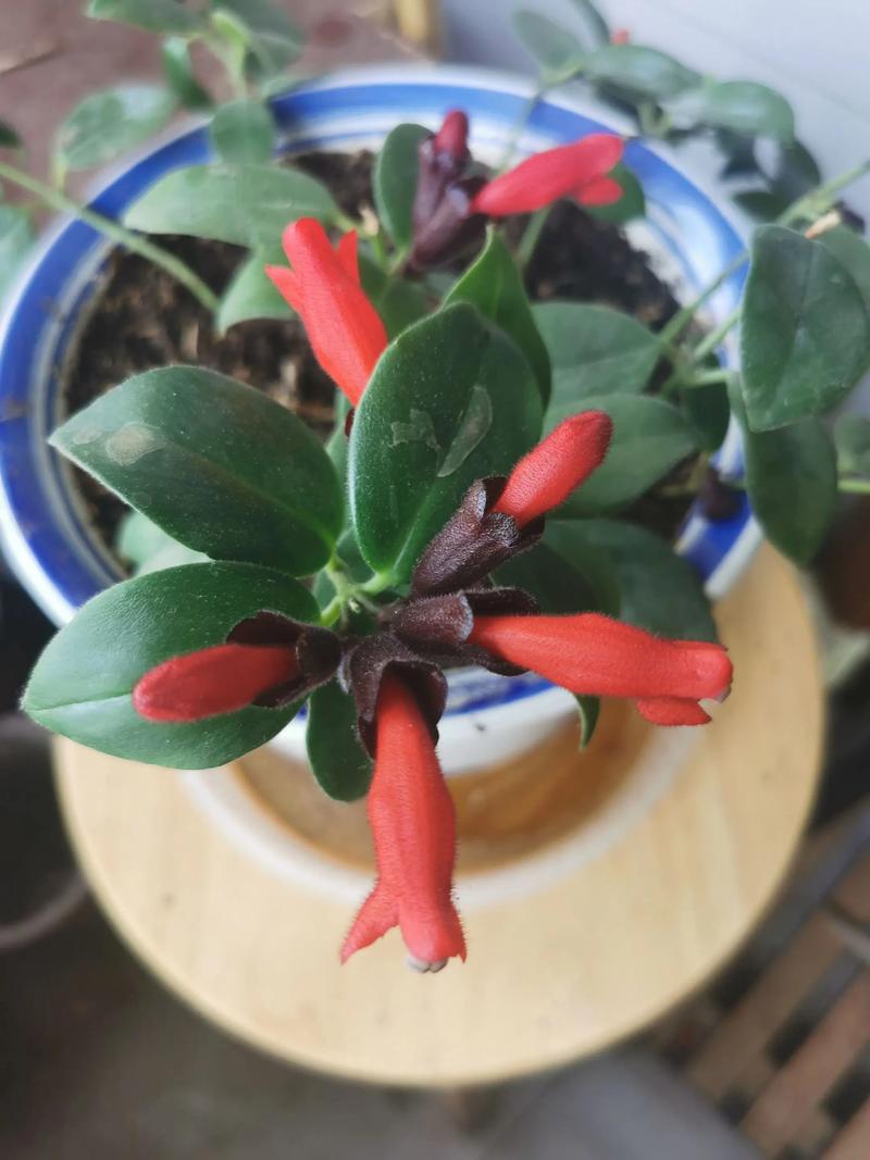 口红花有毒吗，口红花有毒吗 对身体有伤害吗？-第2张图片-优品飞百科