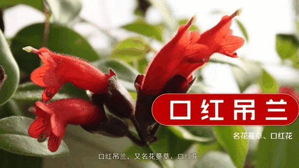 口红花有毒吗，口红花有毒吗 对身体有伤害吗？-第3张图片-优品飞百科