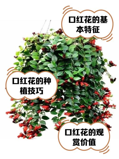 口红花有毒吗，口红花有毒吗 对身体有伤害吗？-第4张图片-优品飞百科