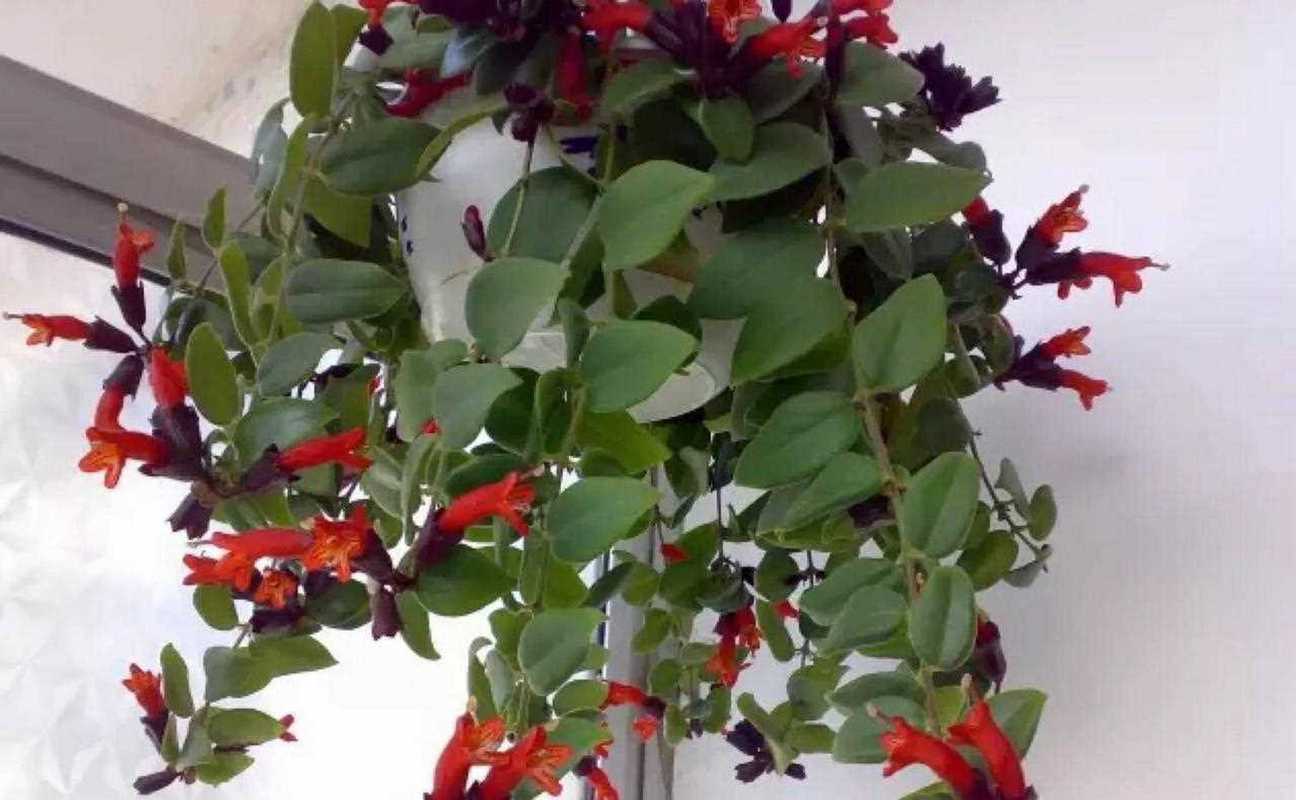 口红花有毒吗，口红花有毒吗 对身体有伤害吗？-第7张图片-优品飞百科