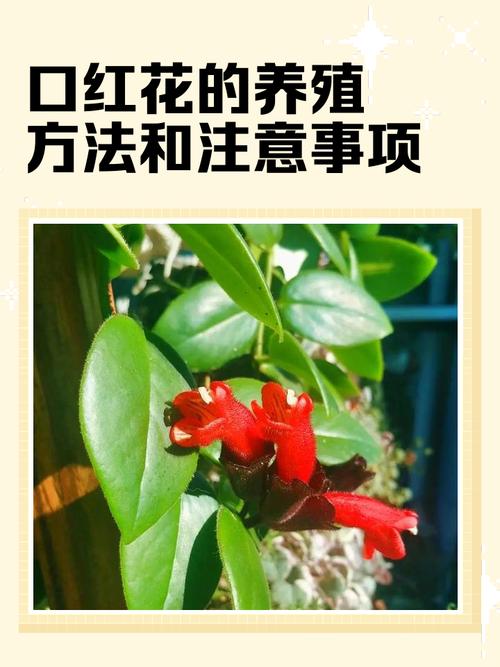 口红花有毒吗，口红花有毒吗 对身体有伤害吗？-第8张图片-优品飞百科