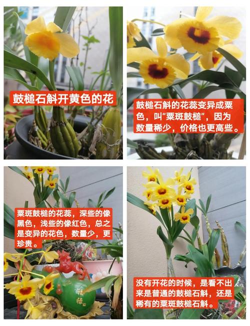 鼓槌石斛的功效与作用，鼓槌石斛的功效与作用及食用方法-第2张图片-优品飞百科