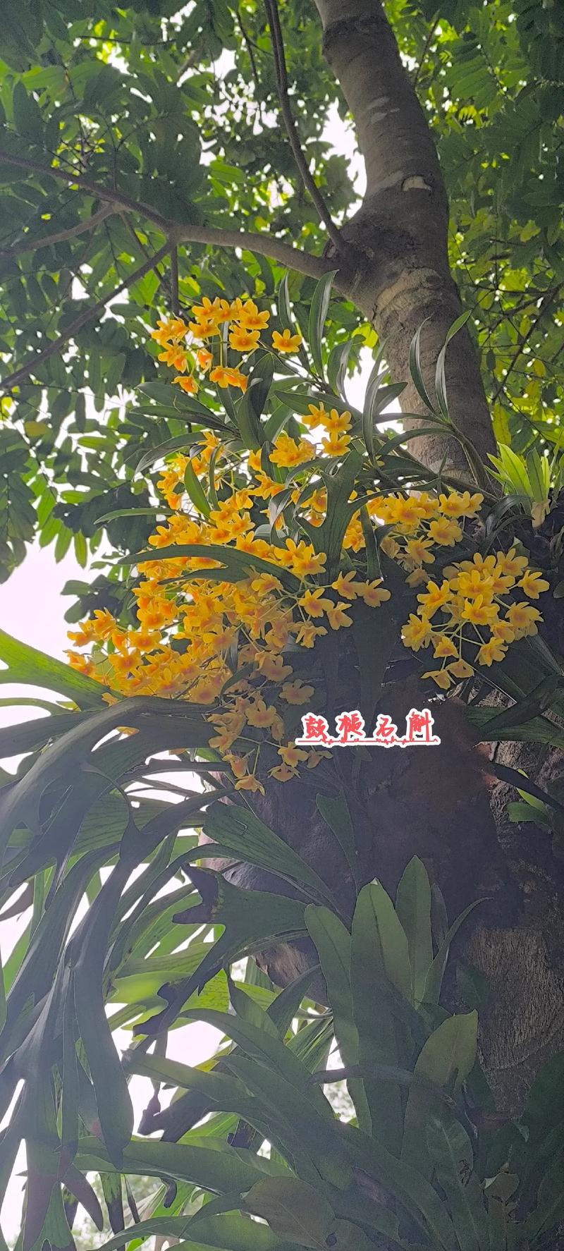 鼓槌石斛的功效与作用，鼓槌石斛的功效与作用及食用方法-第3张图片-优品飞百科