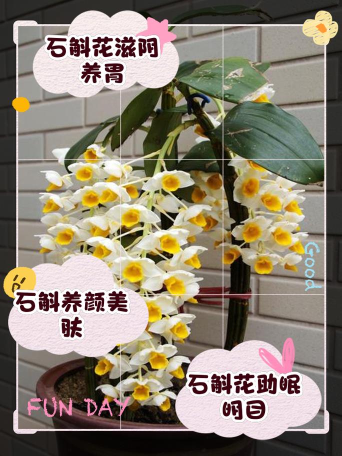 鼓槌石斛的功效与作用，鼓槌石斛的功效与作用及食用方法-第4张图片-优品飞百科