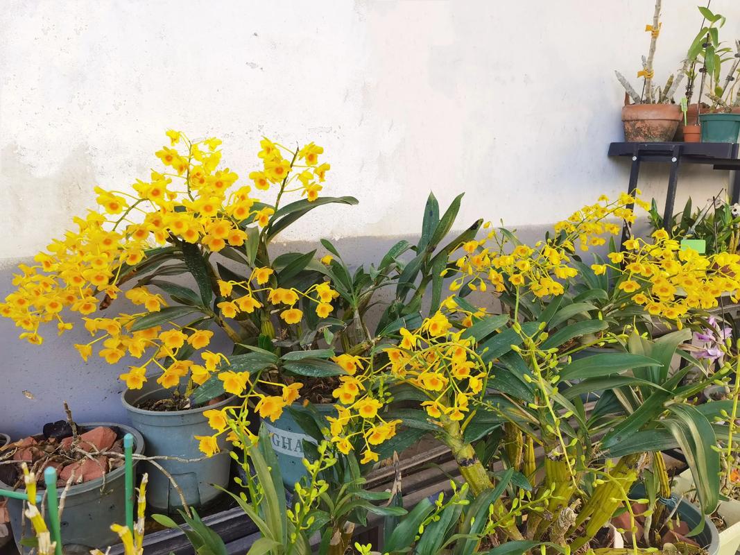 鼓槌石斛的功效与作用，鼓槌石斛的功效与作用及食用方法-第6张图片-优品飞百科