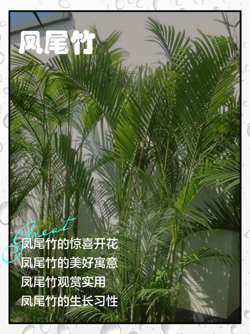 凤尾竹的花语和传说，凤尾竹意味着什么？-第2张图片-优品飞百科