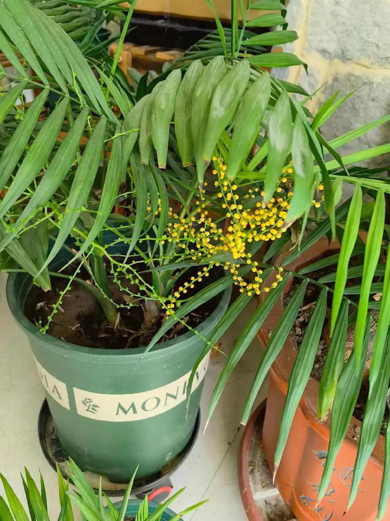 凤尾竹的花语和传说，凤尾竹意味着什么？-第1张图片-优品飞百科