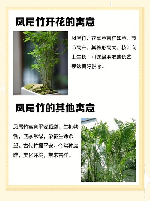 凤尾竹的花语和传说，凤尾竹意味着什么？-第3张图片-优品飞百科