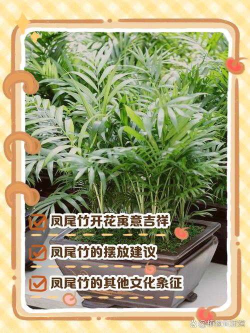 凤尾竹的花语和传说，凤尾竹意味着什么？-第4张图片-优品飞百科