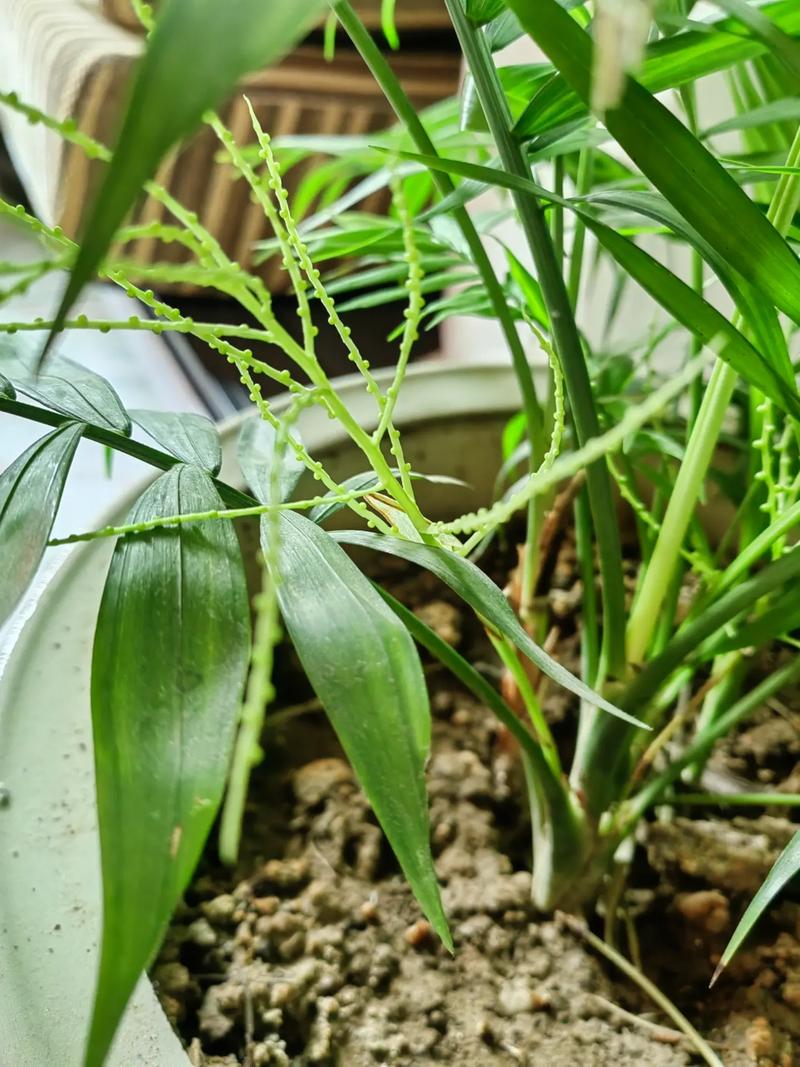 凤尾竹的花语和传说，凤尾竹意味着什么？-第5张图片-优品飞百科