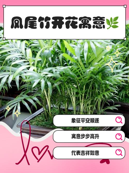 凤尾竹的花语和传说，凤尾竹意味着什么？-第6张图片-优品飞百科