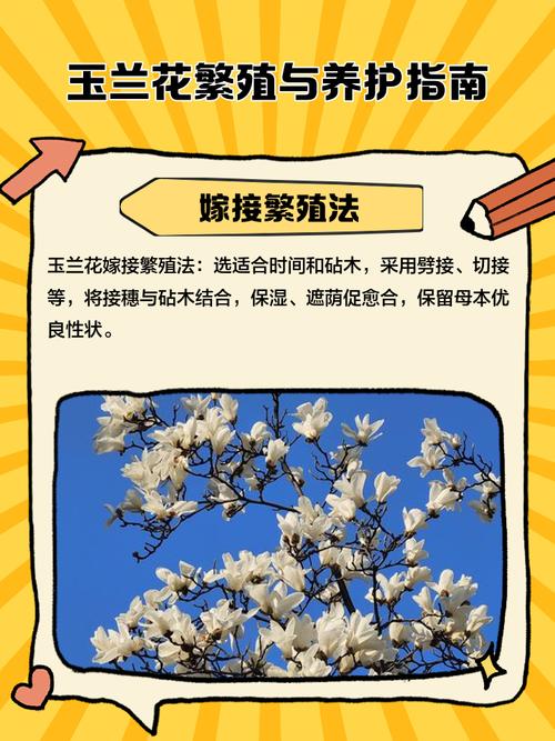 黄山玉兰的养殖方法，黄玉兰花的养殖方法-第1张图片-优品飞百科