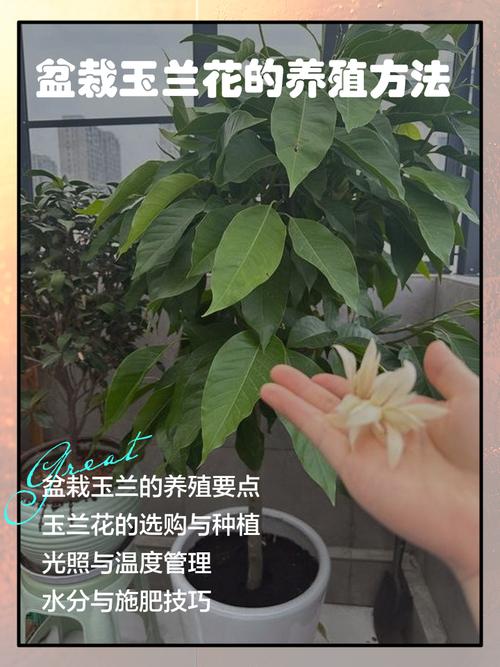 黄山玉兰的养殖方法，黄玉兰花的养殖方法-第2张图片-优品飞百科