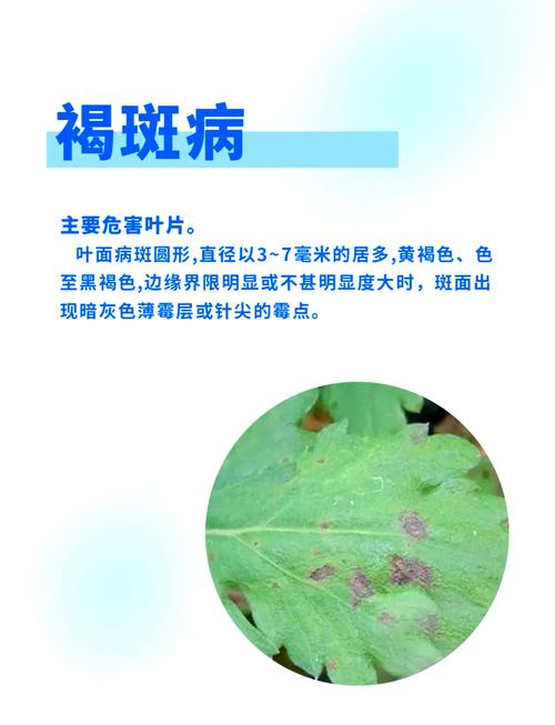 泥胡菜的养殖方法，泥胡菜的养殖方法视频-第1张图片-优品飞百科