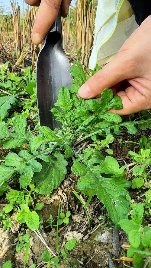 泥胡菜的养殖方法，泥胡菜的养殖方法视频-第2张图片-优品飞百科