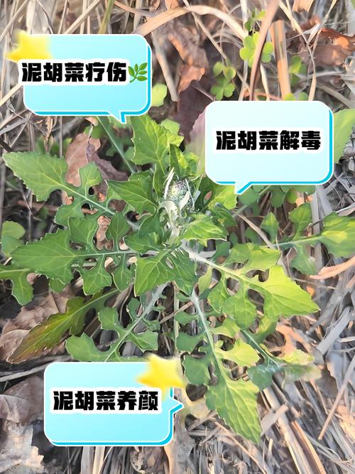 泥胡菜的养殖方法，泥胡菜的养殖方法视频-第3张图片-优品飞百科