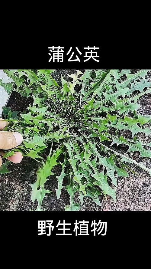 泥胡菜的养殖方法，泥胡菜的养殖方法视频-第5张图片-优品飞百科