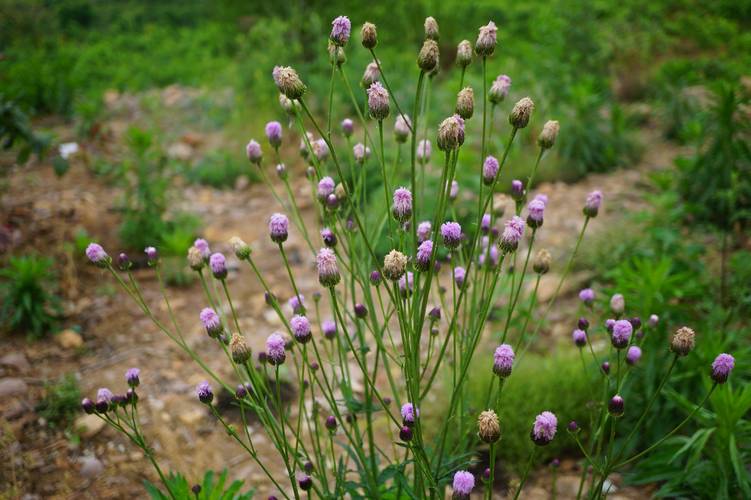 泥胡菜的养殖方法，泥胡菜的养殖方法视频-第8张图片-优品飞百科