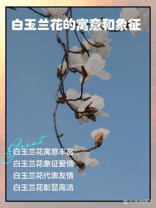 白玉兰的花语及象征意义，白玉兰花的花语是什么