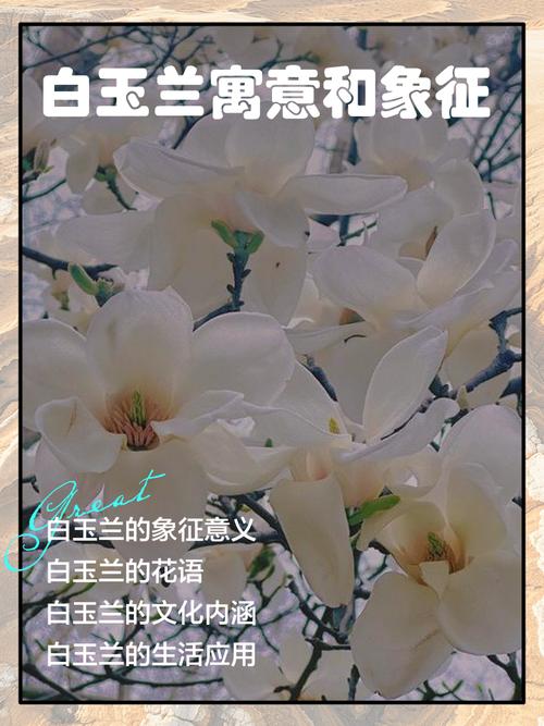 白玉兰的花语及象征意义，白玉兰花的花语是什么-第2张图片-优品飞百科