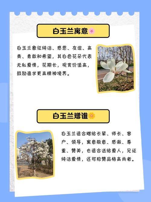 白玉兰的花语及象征意义，白玉兰花的花语是什么-第4张图片-优品飞百科