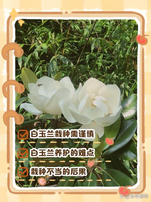 白玉兰的花语及象征意义，白玉兰花的花语是什么-第5张图片-优品飞百科