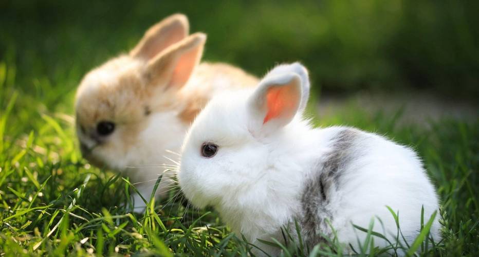 草玉梅的养殖方法和注意事项，草玉梅的养殖方法和注意事项视频？-第3张图片-优品飞百科