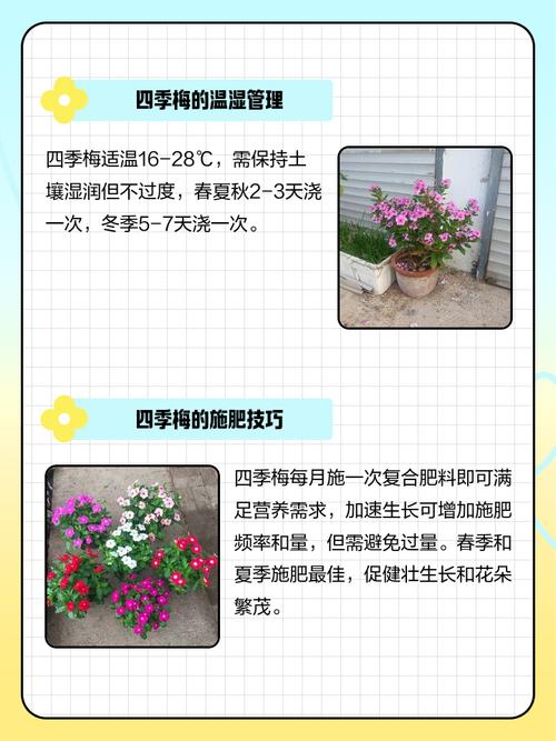 草玉梅的养殖方法和注意事项，草玉梅的养殖方法和注意事项视频？-第4张图片-优品飞百科