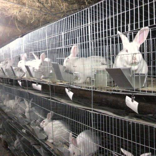 草玉梅的养殖方法和注意事项，草玉梅的养殖方法和注意事项视频？-第5张图片-优品飞百科