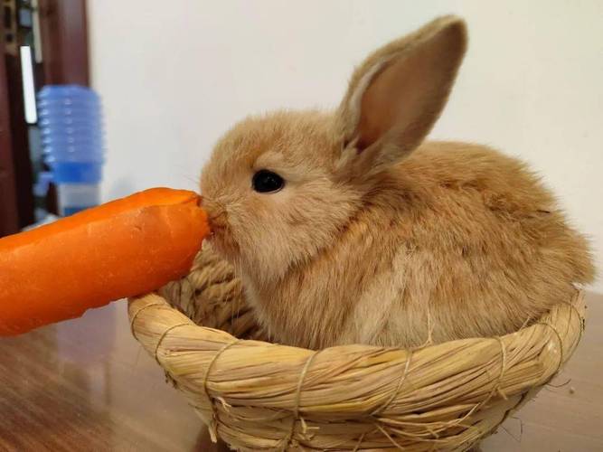 草玉梅的养殖方法和注意事项，草玉梅的养殖方法和注意事项视频？-第6张图片-优品飞百科