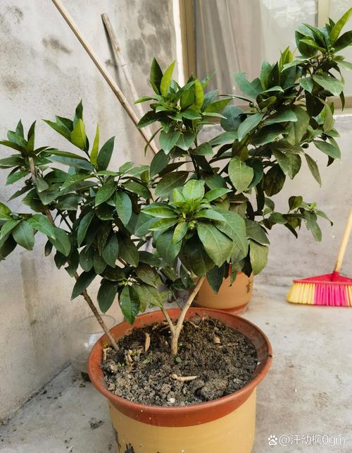 草玉梅的养殖方法和注意事项，草玉梅的养殖方法和注意事项视频？-第7张图片-优品飞百科