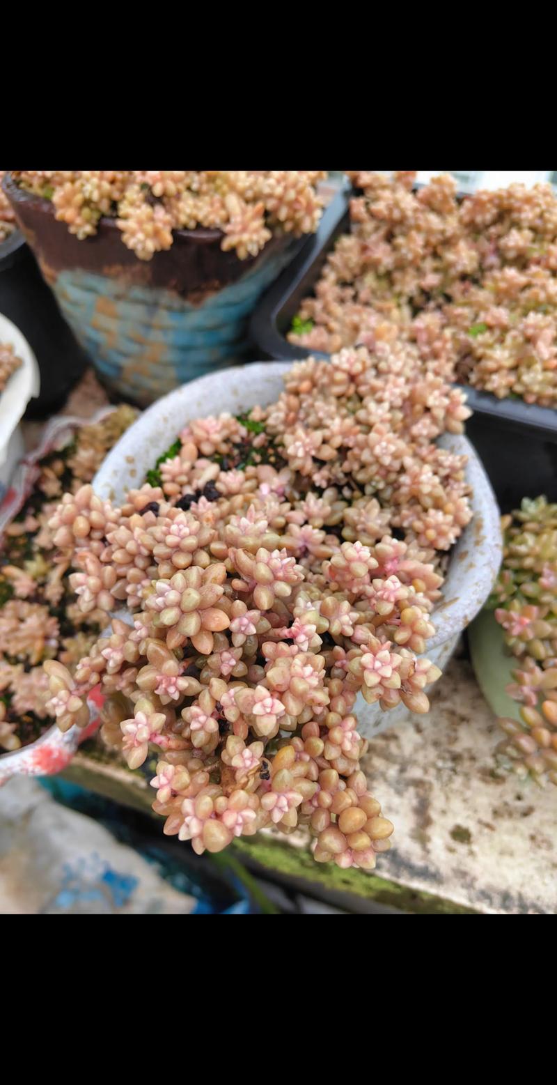 姬秋丽和姬胧月的关系，姬秋丽介绍-第1张图片-优品飞百科