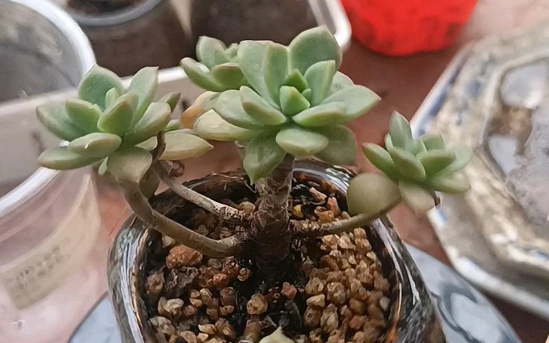 姬秋丽和姬胧月的关系，姬秋丽介绍-第2张图片-优品飞百科