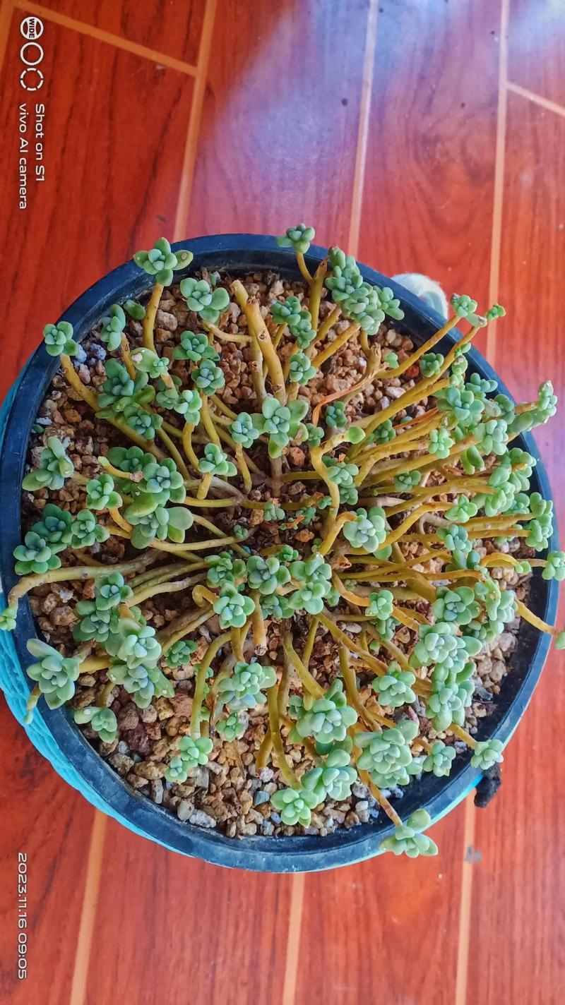 姬秋丽和姬胧月的关系，姬秋丽介绍-第3张图片-优品飞百科